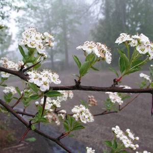 Flowering Black Hawthorne branches. The flowers are white and resemble cherry blossoms. Small green leaves are clustered near the flowers.
