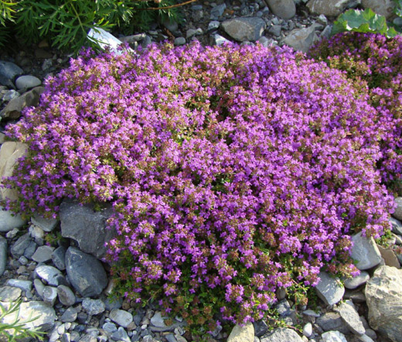 Creeping Thyme 'Coccineus' (Thymus serpyllum)