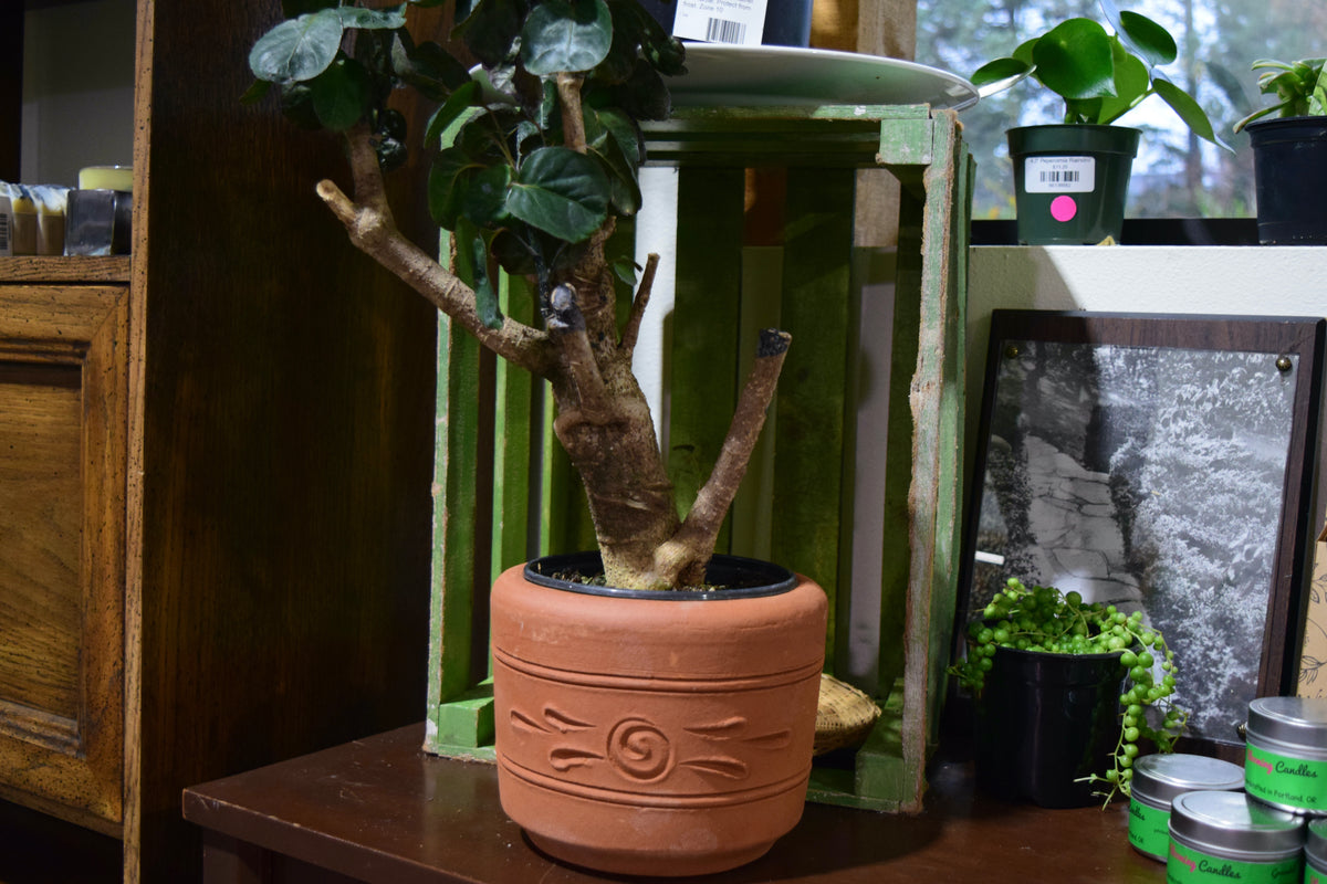 A cylinder terracotta pot with a design etched into the clay. It has a small, tree-like plant inside.