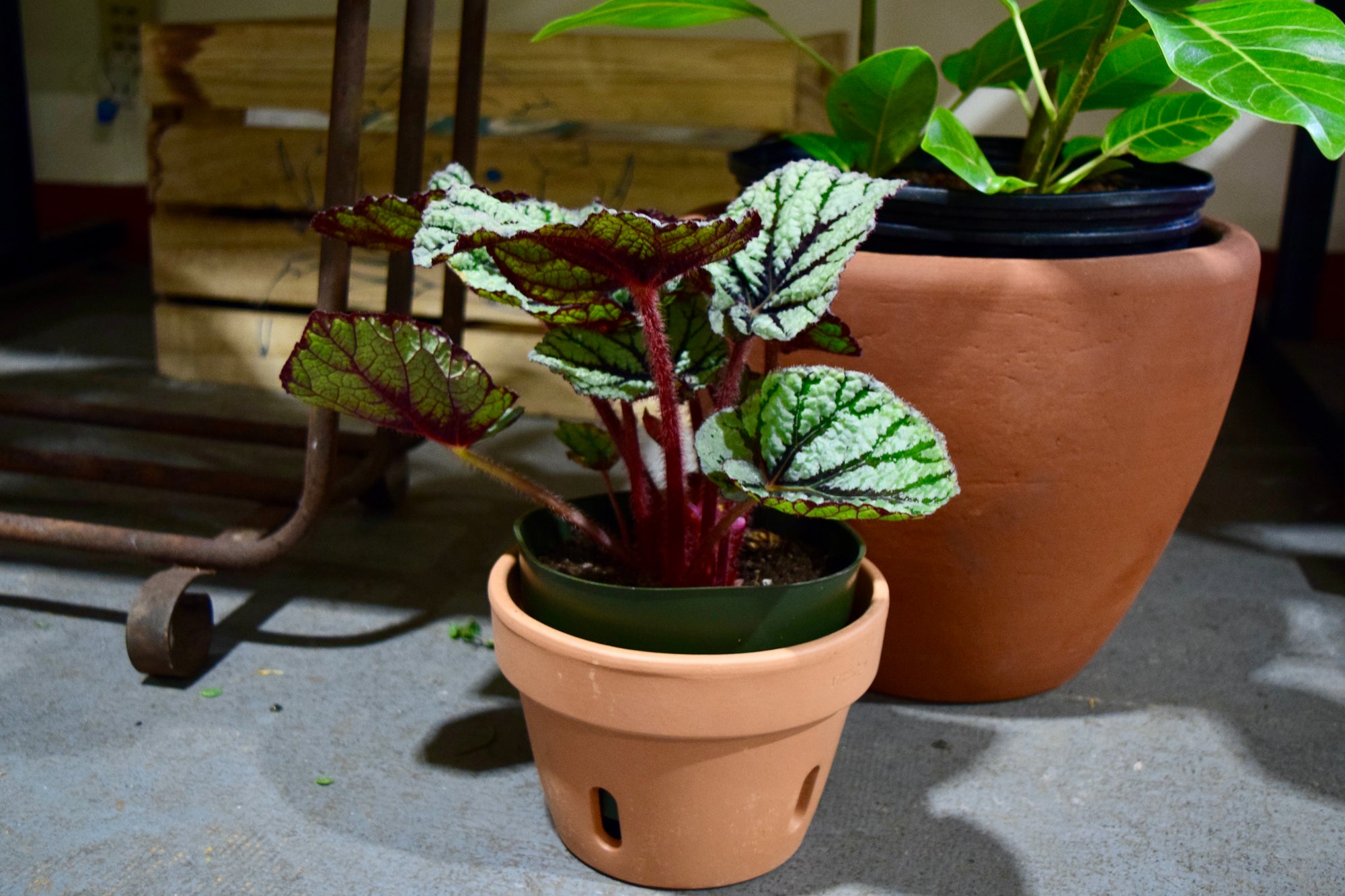 A terracotta orchid pot with a green and red plant inside. There is a larger terracotta pot with a plant in the background.