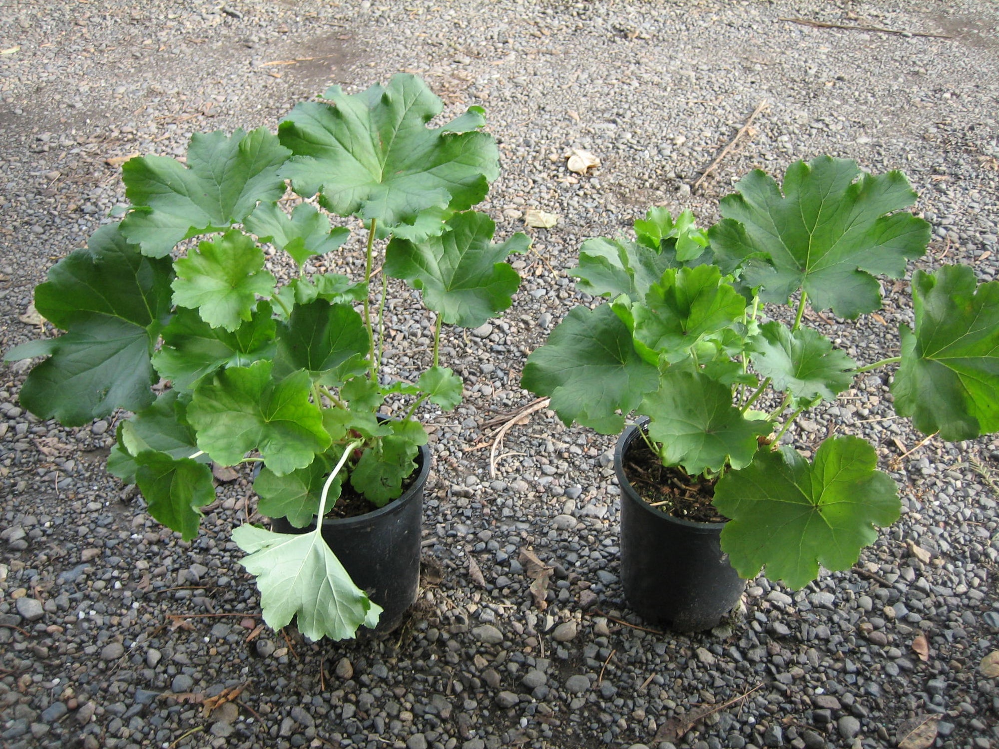 Two young umbrella plants in black containers. They have large green leaves, almost cup-like.