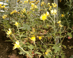 Chrysanthemum indicum (Chinese Chrysanthemum) MG CC