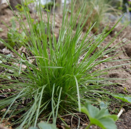 Deschampsia caespitosa (Tufted Hairgrass)