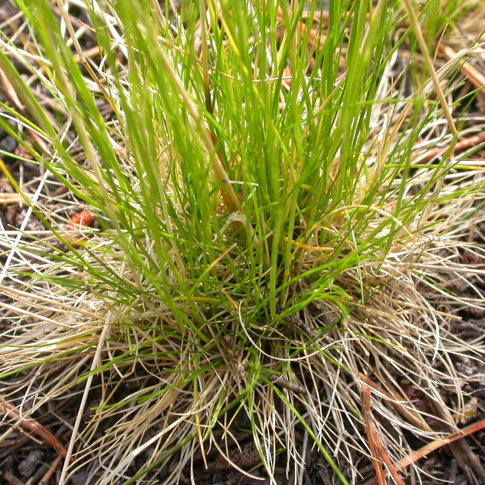 A small tuft of green grass.
