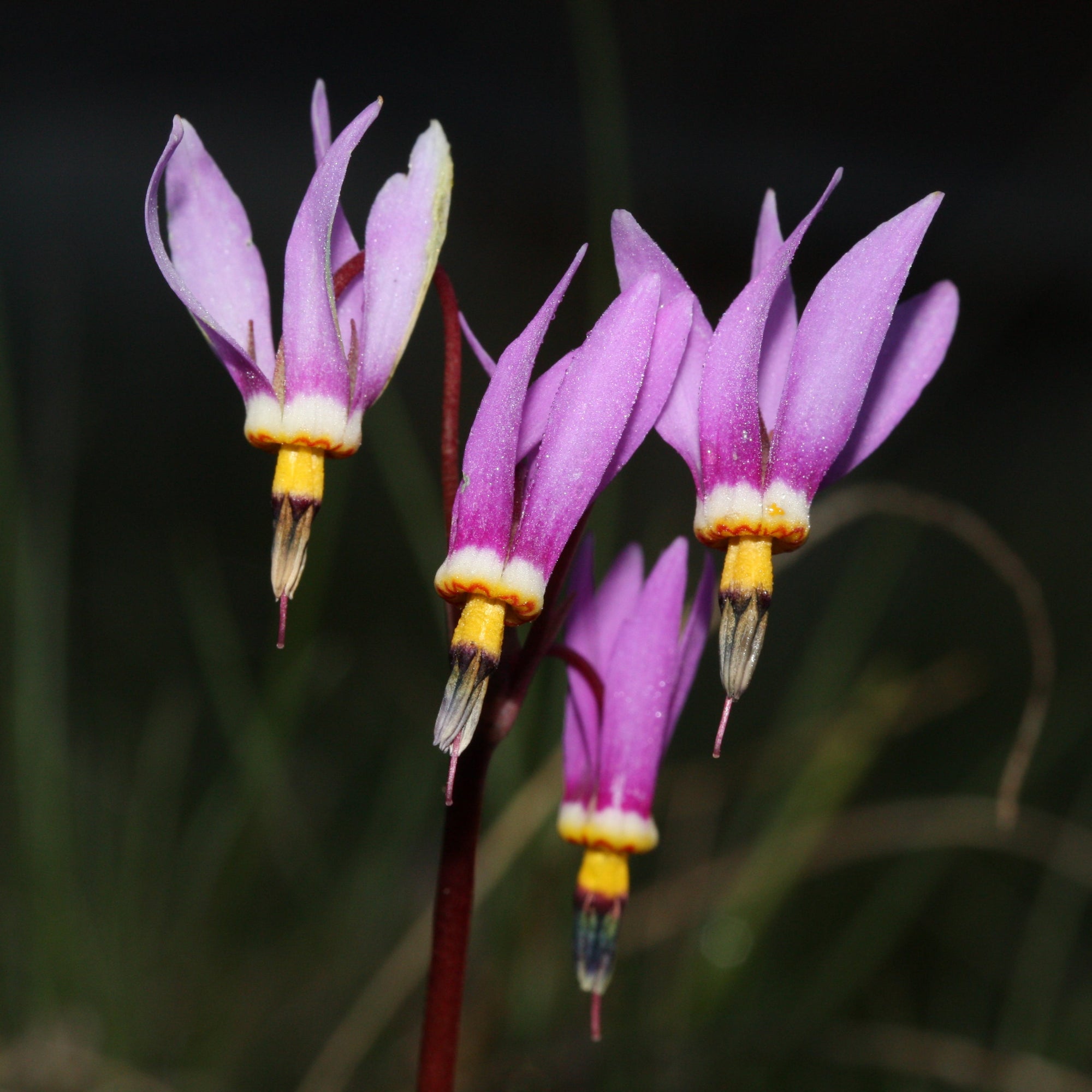 Long and vibrant pink petals can be seen standing straight up on 4 downward growing flowers. They have a white and yellow tip with stamens protruding. The stem of the flower is red.