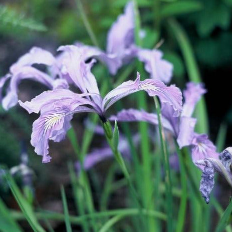 A beautiful flowering iris. It is purple with some white on the petals. The petals are long and pointed downwards. The long, green stems of the plant are visible in the background.