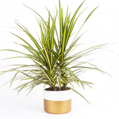 A plant with long, striped leaves that are two tones of green with red along the edges. The plant is growing from a white and gold pot.