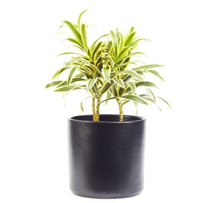 Dracaena reflexa 'Song of India'