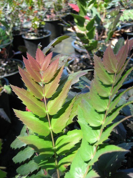 A plant with green and red tinted serrated leaves.