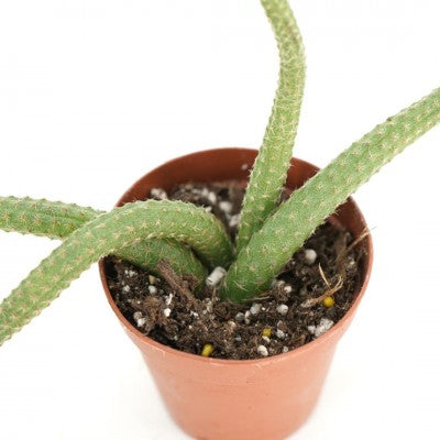 Echinopsis chamaecereus (Peanut Cactus)