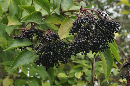 Elderberry 'Nova' (Sambucus nigra)