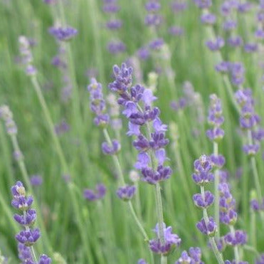 Soft, small purple flowers are growing from thin light green stems.