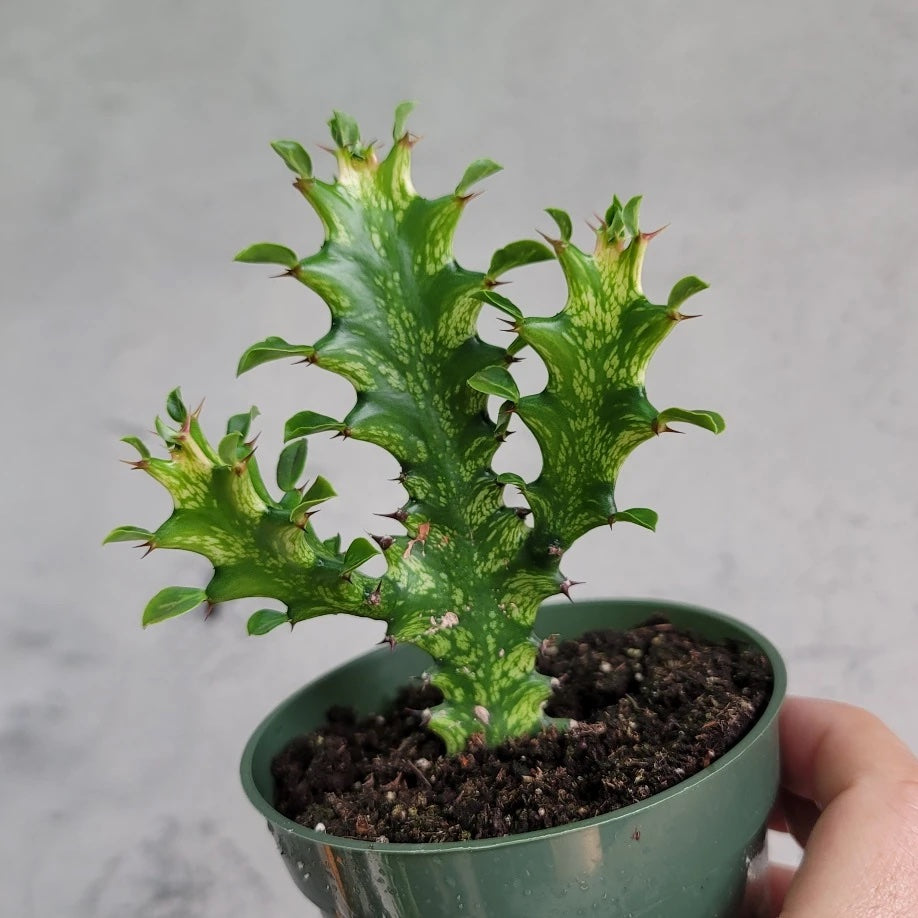 A cactus-like plant with 2 arms branching from the main body of the plant. They are covered in leafy looking offshoots and spikes. The plant is mostly green with some white marbling.