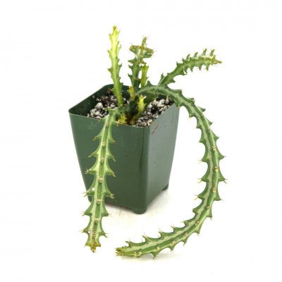 Euphorbia knuthii (Striped Green Spurge)