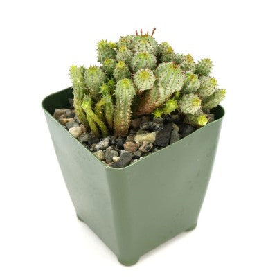 Euphorbia monstrose