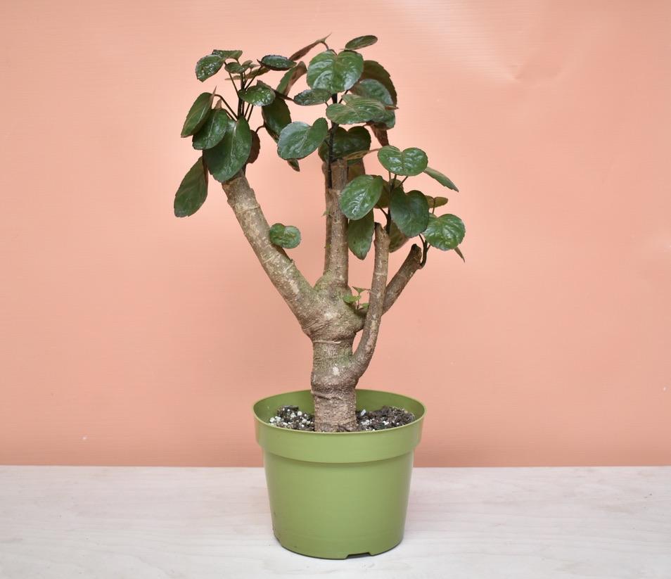 A pink wall backround with a white foreground. There is a small tree-like plant with foliage bunched toward the top of the plant, with round shiny dark green leaves. The tree is planted in a light green pot.