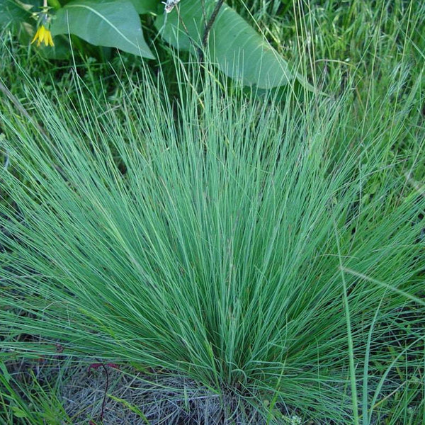 Festuca idahoensis ssp. roemeri Roemer s Fescue SymbiOp Garden