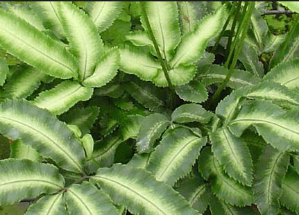 Pteris cretica 'albolineata' (Silver Ribbon Fern)