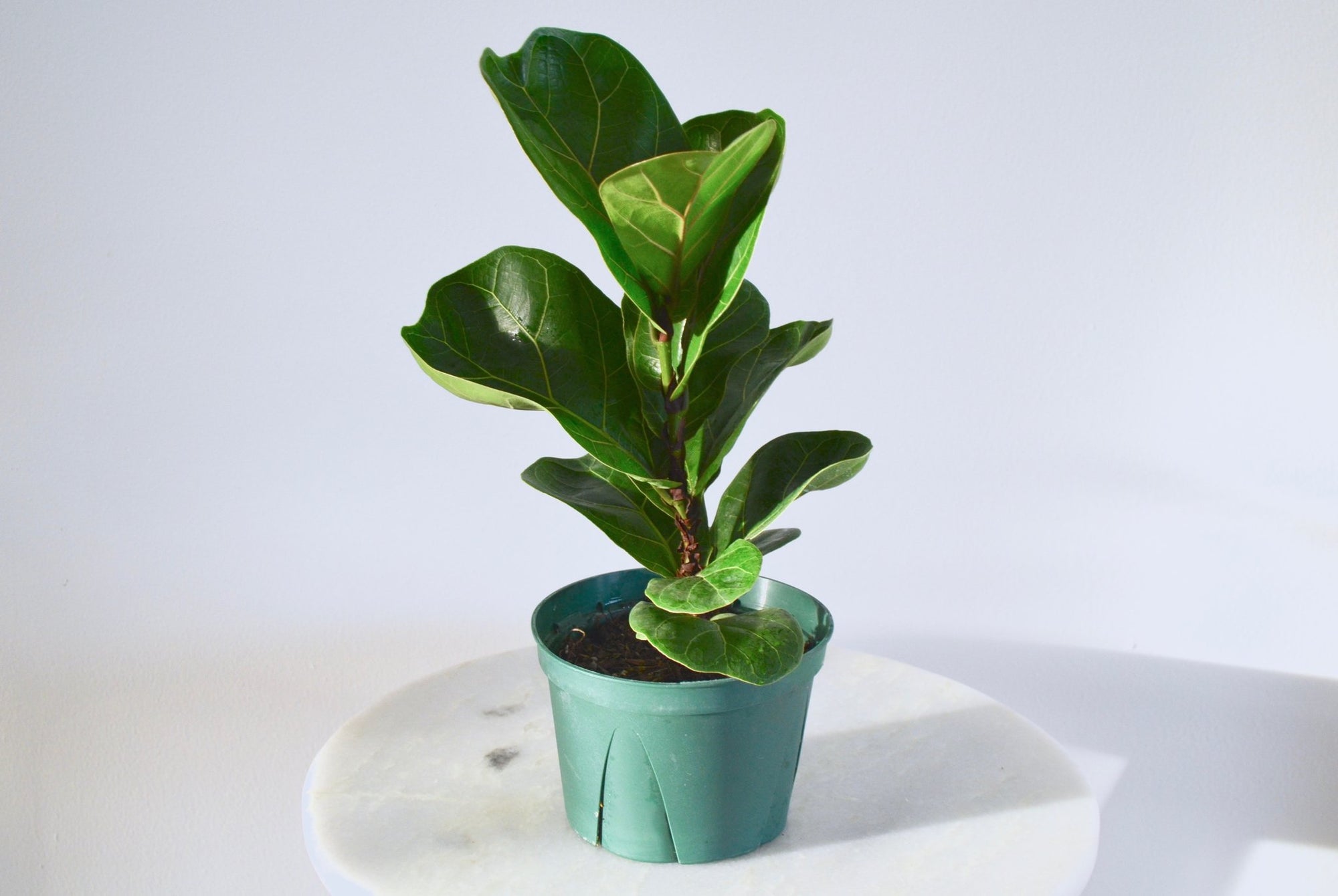 A white background with a white table top at the bottom of the image. There is a plant with dark green glossy longer rectangular shaped leaves with rounded edges. The plant is potted in a light blue pot.
