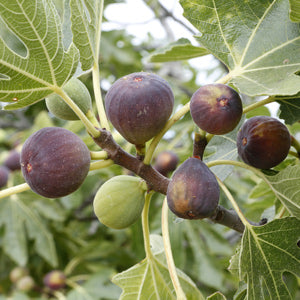 Fig 'Neverella' (Ficus carica)