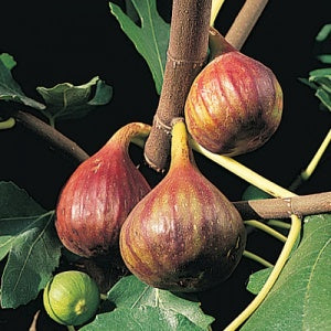 Fig 'Vern's Brown Turkey' (Ficus carica)