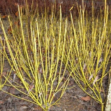 Bare yellow branches emanating from a single stalk.