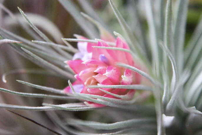 A close up of a flowering Houston air plant. The flower is bright pink with some purple and white accents on the petals.