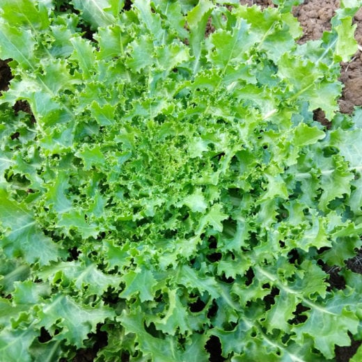 Cichorium endivia 'Frisee de Meaux' (Endive) Seed AS