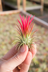 Ionantha Fuego