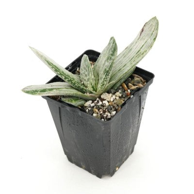 Gasteria cv. 'Sakura Fuji'