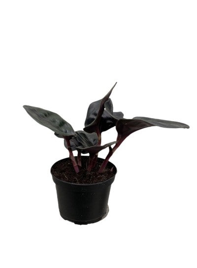Geogenanthus ciliatus (Geo Plant)