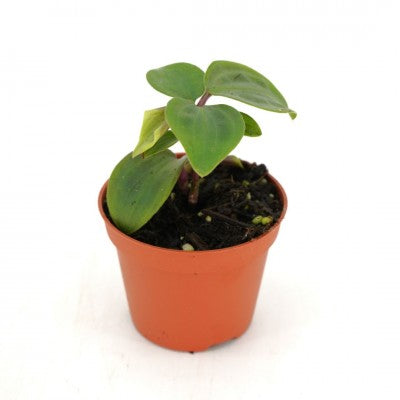 Geogenanthus poeppigii (Seersucker Plant)