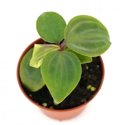 Geogenanthus poeppigii (Seersucker Plant)
