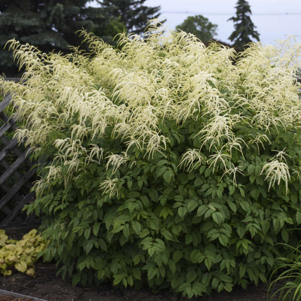 Aruncus diocus (Goats Beard)