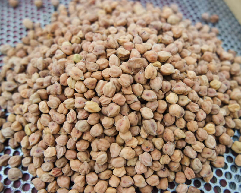 Garbanzo Beans 'Golden Dragon' (Cicer arietinum) - Seed AS