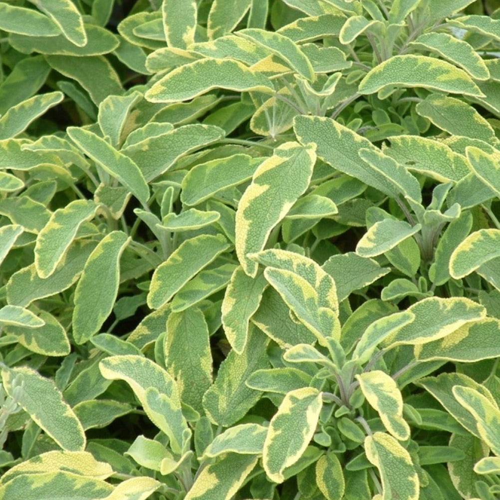 Long oval leaves that are light green with yellow bordering the edges.