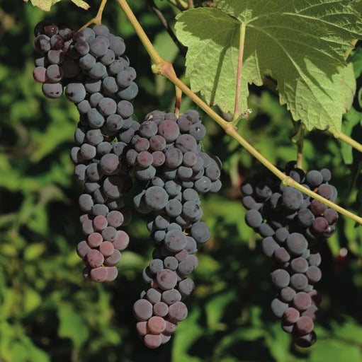 Seedless Blue Muscat Grape Vine (Vitis sp.) NN