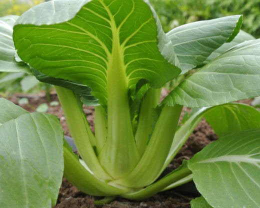 chinese cabbage succulent Pak Choi 'Luck Dragon' (Brassica rapa) - Seed AS