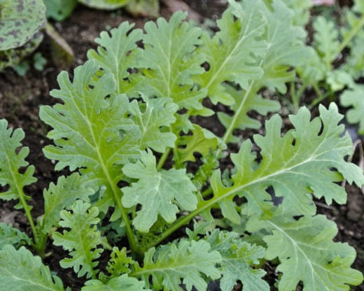 Mustard Greens 'Pizzo' (Brassica juncea) - Seed AS