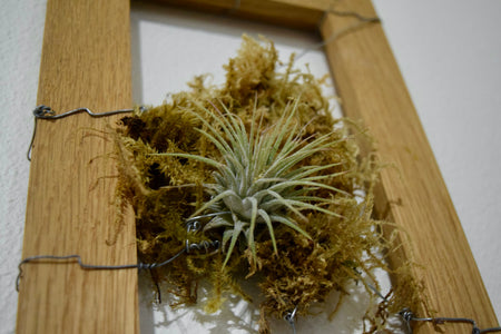 A wooden frame holding moss and an air plant in the center.
