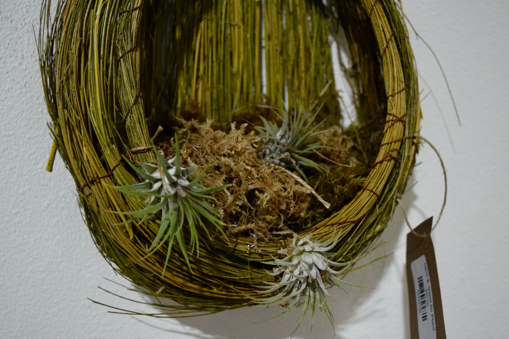 A woven basket with moss and air plants inside.