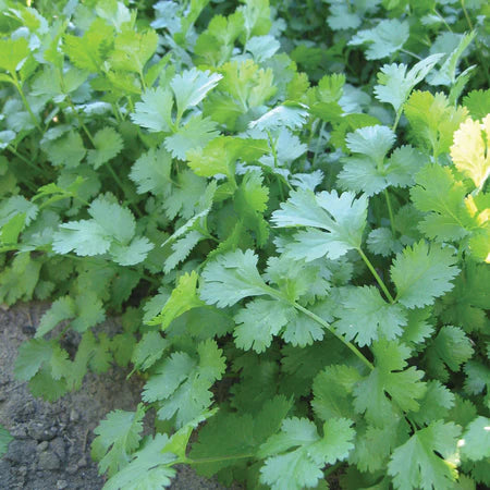 Coriandrum sativum 'Marino' (Coriander/cilantro) - Seed TS