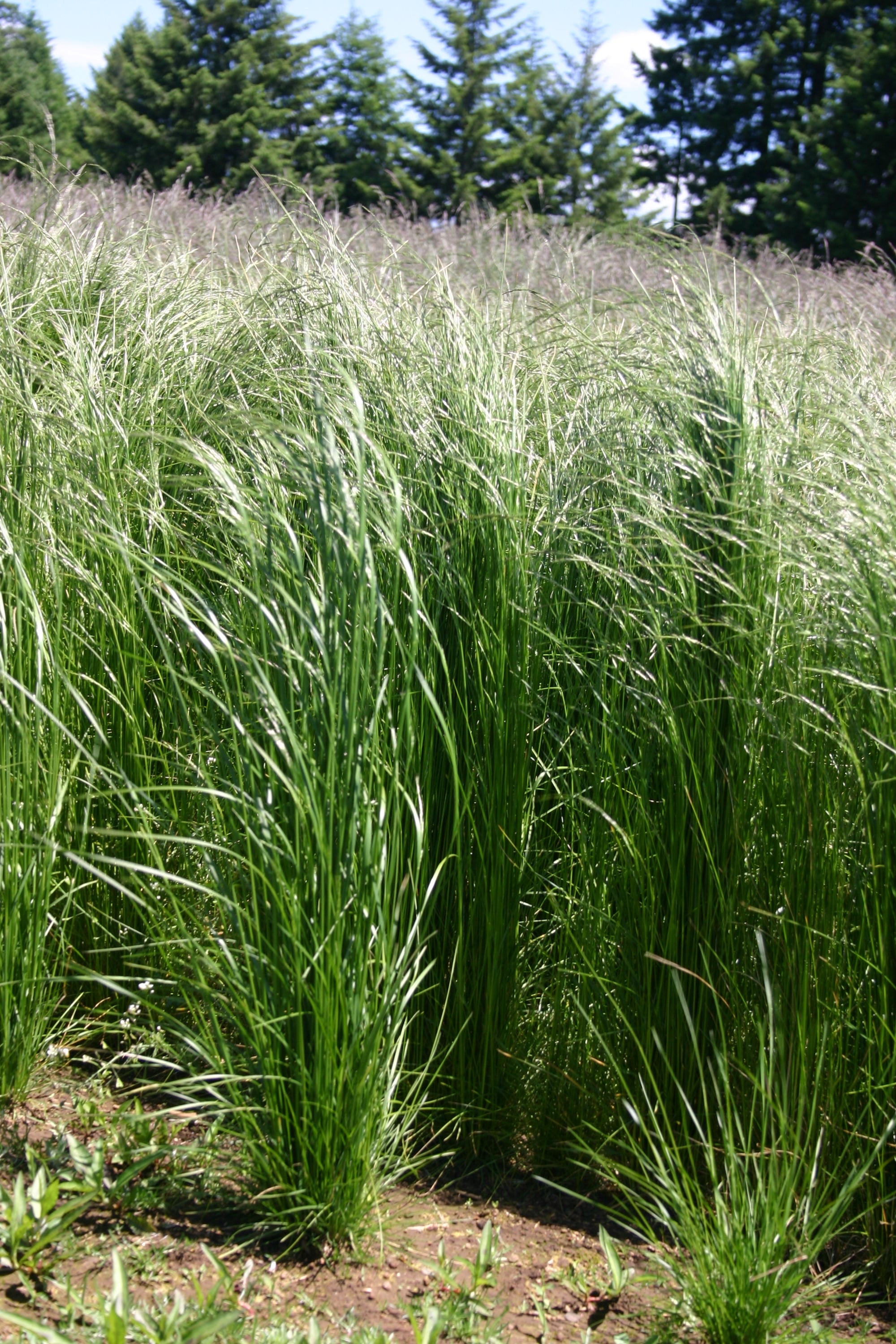 Low Grow Native Grass Economy Seed Mix SF