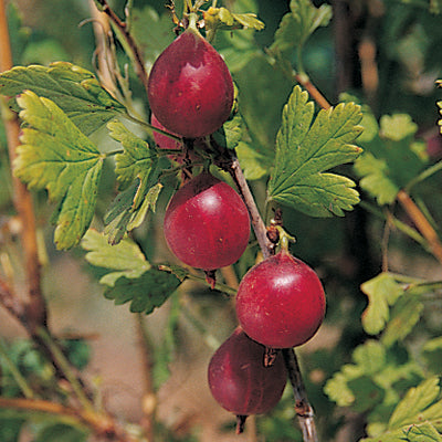 Gooseberry 'Hinnomaki Red' (Ribes uva-crispa)