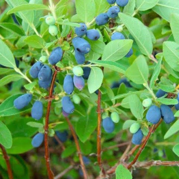 Honeyberry 'Blue Pagoda' (Lonicera caerulea)