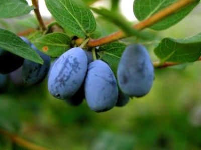 lonicera caerulea var edulis Honeyberry 'Blue Pacific' (Lonicera caerulea var. edulis)