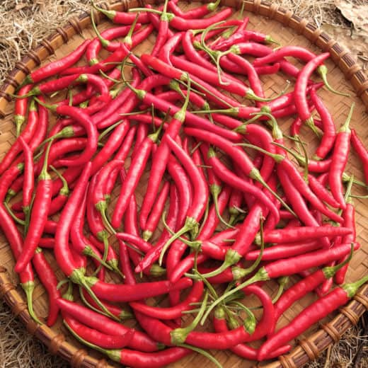 Capsicum annuum 'Adaptive Early Thai' (Hot Pepper) Seed AS