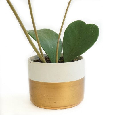 Two heart-shaped leaves in a white and gold pot. There are 3 tan stems growing upwards from the pot as well.