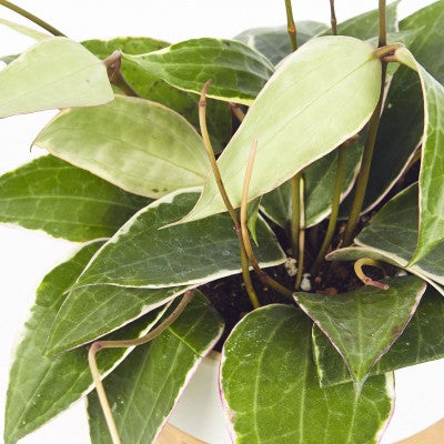 Hoya macrophylla (Wax Plant)