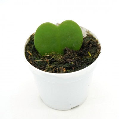 Hoya kerrii 'Sweetheart' (Sweetheart Plant)